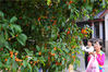 2019年10月14日，游客在苏州市第一丝织厂门前驻足观赏绽放的金桂花。