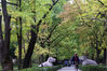 2019年10月14日，南京，在中山陵风景区的石像路上，各色树木的树叶已呈现红、黄、橙、桔等各种颜色，初现色彩斑斓的秋日美景，不少市民和游客前来观赏。