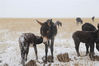 2019年10月15日，甘肃张掖，山丹马场境内下起了大雪，毛驴群在道路两旁觅食。