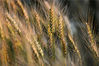 2016年5月16日，安徽省六安市裕安区平桥乡一处麦田里的小麦颗粒饱满，丰收在望。郑金强/视觉中国