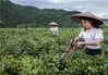 2019年6月17日，湖南邵阳，洞囗县古楼乡古楼村，村民林莹（右）在修剪茶叶枝，进行夏季茶园管理。
