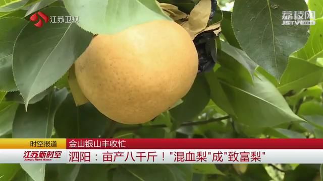 金山银山丰收忙