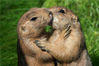 2011年7月13日，北爱尔兰摄影师Sean Pettersen拍摄草原上可爱土拨鼠在一起玩闹，他们一会儿互相亲吻一会儿又彼此挠痒，相处很亲密。