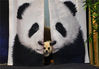 2019年10月22日，成都市锦江区一宠物咖啡馆内的几只“熊猫狗”吸引不少年轻人前来探访。据了解，这些“熊猫狗”本为松狮犬，经过专业染色之后变身成为憨态可掬的“熊猫狗”，因其与大熊猫的模样十分相似而受到不少年轻人追捧。