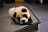 2019年10月22日，成都市锦江区一宠物咖啡馆内的“熊猫狗”憨态可掬。据了解，这些“熊猫狗”本为松狮犬，经过专业染色之后变身成为“熊猫狗”，因其与大熊猫的模样十分相似而受到不少年轻人追捧。  