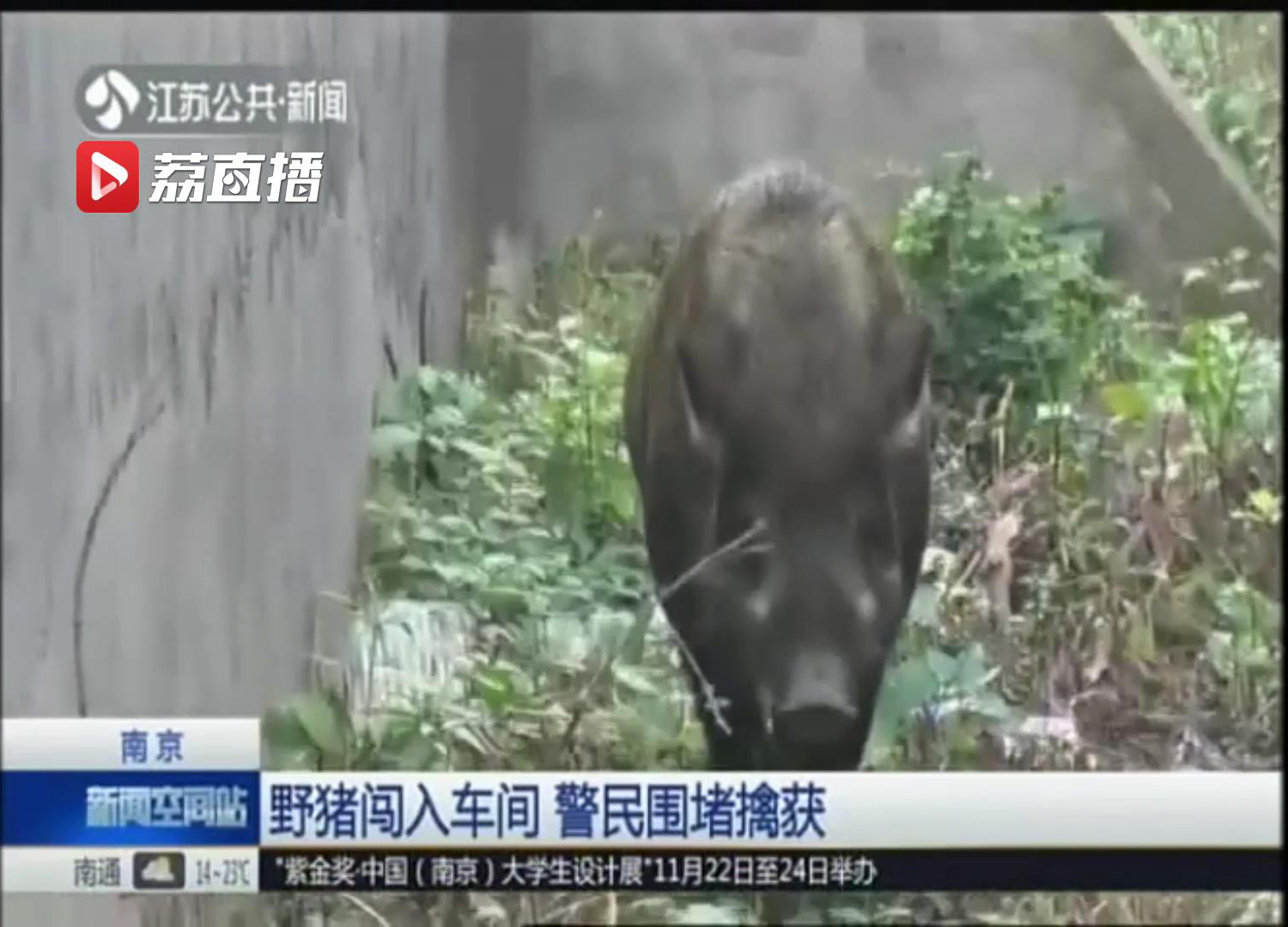 野猪主干道上飞奔还闯入车间 警民围堵擒获