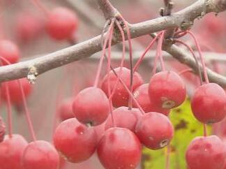 收获的金秋：千亩海棠果挂满枝头