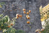 2019年10月30日，北京，故宫博物院内，黄灿灿的柿子满枝头，柿子的金黄色代表高贵，寓意“事事如意”。刘宏声/千龙图像/视觉中国