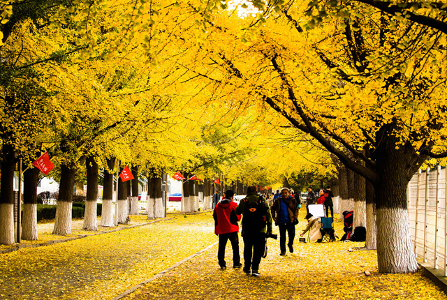 辽宁丹东：高校银杏落叶铺满地 吸引市民观赏拍照