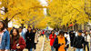 2019年10月28日，辽宁省丹东市辽东学院，校园内银杏落叶铺满道路，吸引市民、学生观赏拍照。