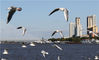 2019年10月4日，黑龙江省哈尔滨市，松花江上，再度迎来迁徙而至的上千只红嘴鸥等鸥鸟，它们在江面翻飞觅食，洁白的羽毛映衬着蔚蓝的天空，美如精灵。