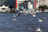 2019年10月4日，黑龙江省哈尔滨市，松花江上，再度迎来迁徙而至的上千只红嘴鸥等鸥鸟，它们在江面翻飞觅食，洁白的羽毛映衬着蔚蓝的天空，美如精灵。