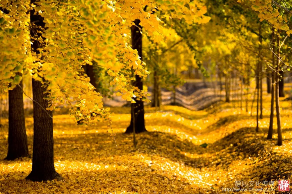 邳州又一银杏观赏地，到了最美的时刻！