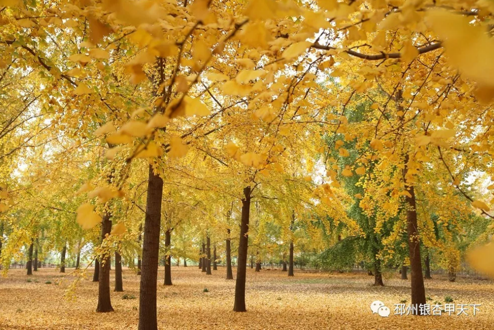 邳州又一银杏观赏地，到了最美的时刻！