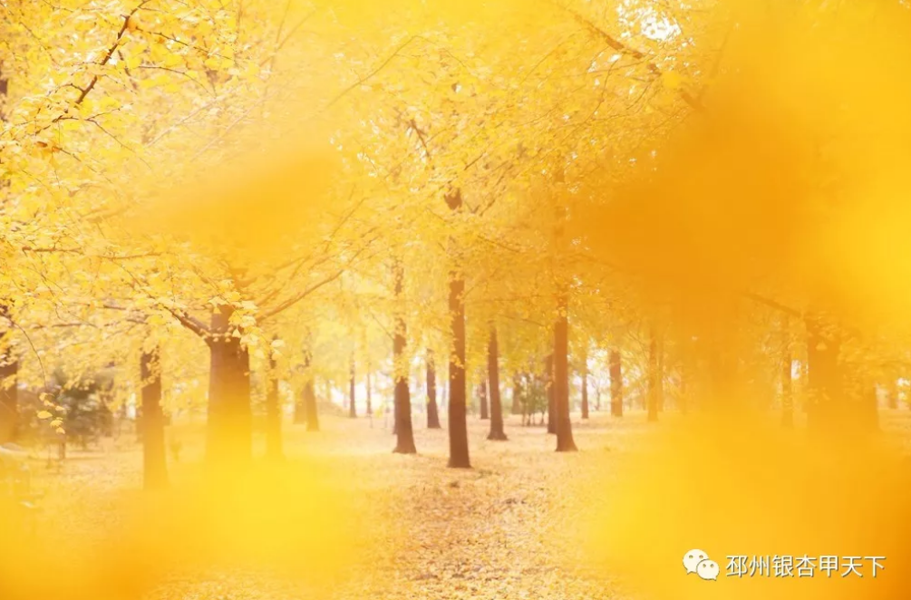 邳州又一银杏观赏地，到了最美的时刻！