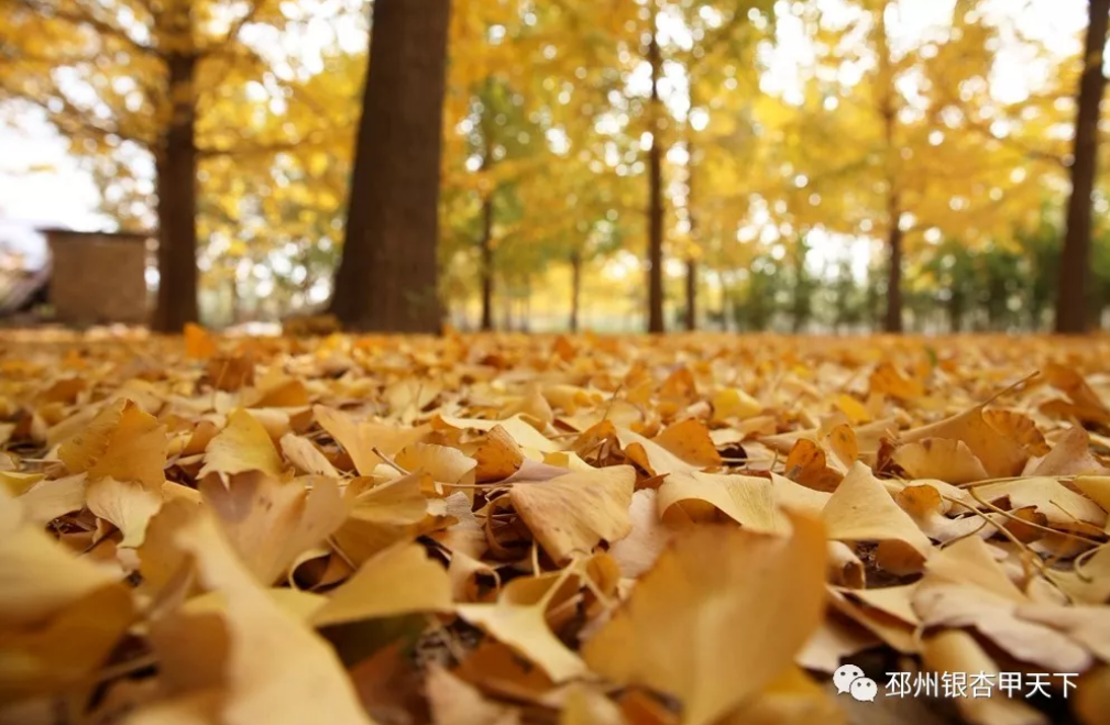 邳州又一银杏观赏地，到了最美的时刻！