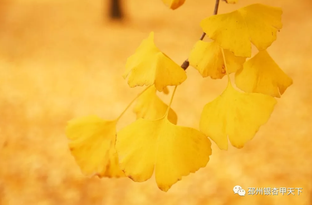 邳州又一银杏观赏地，到了最美的时刻！