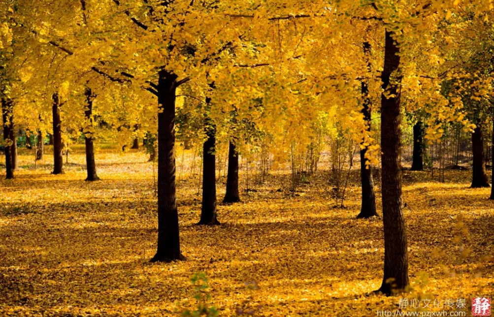 邳州又一银杏观赏地，到了最美的时刻！