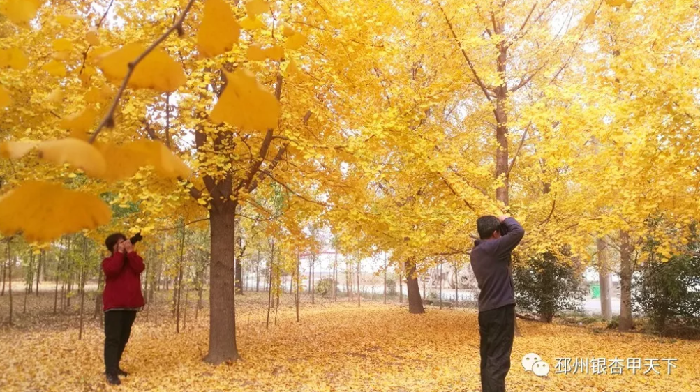 邳州又一银杏观赏地，到了最美的时刻！