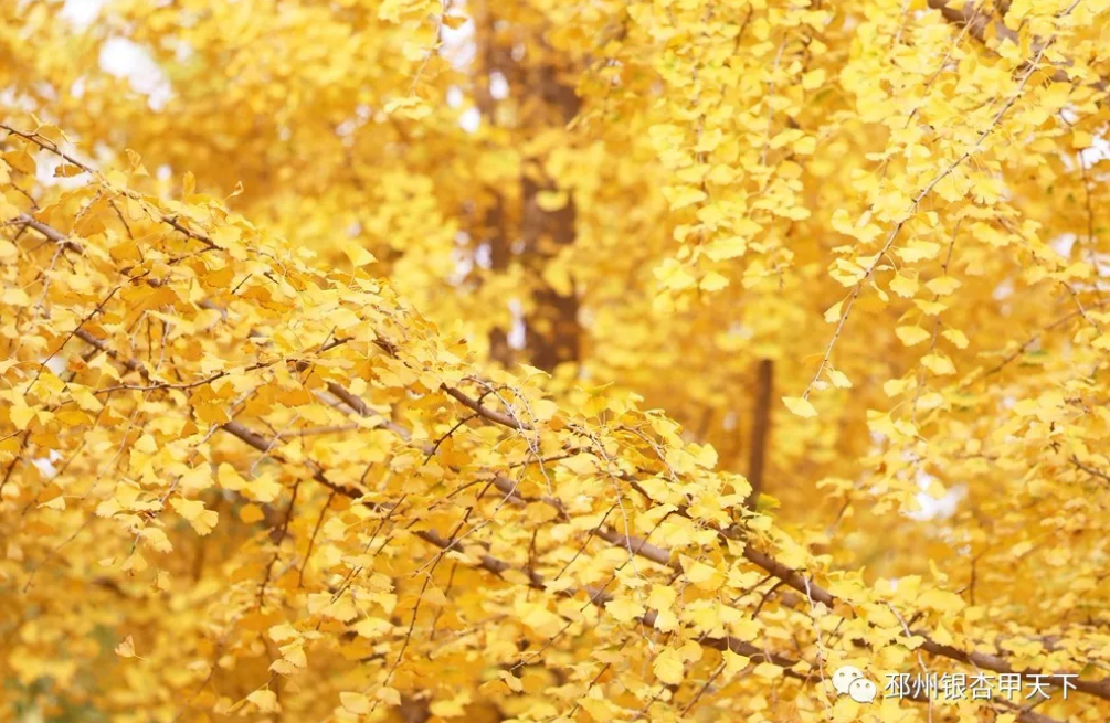 邳州又一银杏观赏地，到了最美的时刻！