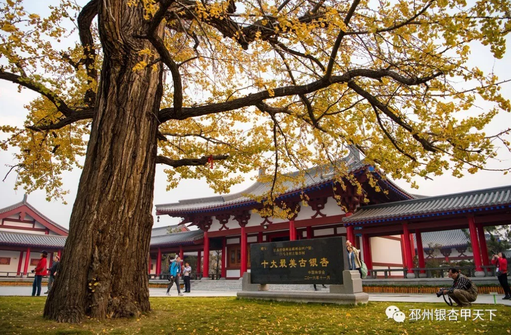 邳州又一银杏观赏地，到了最美的时刻！