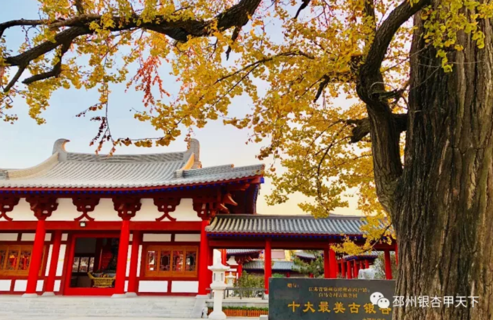 邳州又一银杏观赏地，到了最美的时刻！