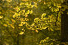 2019年11月11日，江苏徐州，邳州市铁富镇姚庄村乡村道路两旁被银杏树和落叶点缀，金黄一片景色迷人。
