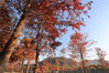 2019年11月11日，安徽宣城，宁国市青龙湾色彩斑斓的红杉林，在阳光射下缤纷夺目，美不胜收。