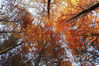 2019年11月11日，安徽宣城，宁国市青龙湾色彩斑斓的红杉林，在阳光射下缤纷夺目，美不胜收。