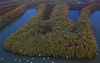 2019年11月9日，江苏宿迁，泗洪县洪泽湖湿地景区芦苇迷宫上空，白鹭飞舞似雪片。