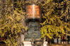 2019年11月14日，西安，初冬时节，位于长安区东大街办罗汉洞村的古观音禅寺的古银杏树落叶纷纷，金黄色的落叶铺满地面，观赏期已进入尾声。