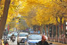 2019年11月15日，甘肃省天水市秦州区的青年北路两旁的银杏树叶金黄，和路上的行人、车辆形成一幅的美丽的图画。每年秋末冬初，这条街上的银杏树叶呈金黄色，吸引众多市民前来拍照赏景。孙镇/视觉中国 编辑/康娜
 