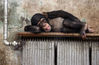 2013年1月3日，青岛动物园，一只躺在暖气上取暖的小猩猩见到游客拍照，向记者伸舌头。视觉中国