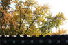 2019年11月16日，初冬时节南京阳光明媚，南京师范大学随园校区的多棵银杏树在阳光中嫩黄一片，十分绚烂。
