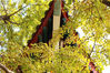 南京师范大学因为古建筑，春夏秋冬四季美景，被称为“东方最美丽校园”。
