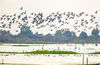 2019年11月15日，江苏省宿迁市泗洪县洪泽湖湿地迎来大批候鸟，场面蔚为壮观。