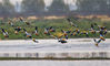 2019年11月15日，江苏省宿迁市泗洪县洪泽湖湿地迎来大批候鸟，场面蔚为壮观。