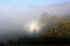 当日，雨后放晴的安徽省黄山市黟县塔川古村，云雾弥漫，在早晨阳光的映射下，出现了罕见的“佛光”景观。