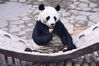 2019年11月19日，辽宁沈阳，沈阳森林动物园的大熊猫、河马、黑猩猩、松鼠猴等在暖房中进食、玩耍。
