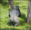 2012年8月16日讯（具体拍摄日期不详），英国，阔别近三年的黑猩猩兄弟日前在英国朗利特野生动物园（Longleat Safari Park）重聚。Ian Turner/BNPS/视觉中国