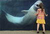 2012年9月29日消息（具体拍摄时间不详），美国三岁小女孩维罗妮卡日前在康涅狄格州一家水族馆经历了一段不寻常的美妙时刻，一只可爱的白鲸隔着玻璃与她亲吻了一下。chinafotopress/视觉中国