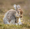 当地时间2019年5月9日，英国苏格兰高地，48岁的野生动物摄影师安迪·霍华德耗时七个半小时拍摄一只野兔。