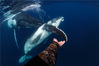 2019年6月25日讯（具体拍摄时间不详），汤加，摄影师格兰特·托马斯(Grant Thomas)在当地海域与座头鲸母子互动。好奇的小座头鲸宝宝在摄影师身边玩耍，还将鳍状肢伸向摄影师的手臂，好像想与他握手。Solent News/视觉中国 编辑/陈进
