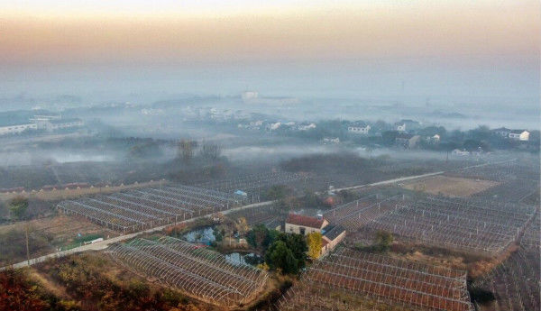 晨雾如薄纱  绘就乡村水墨画