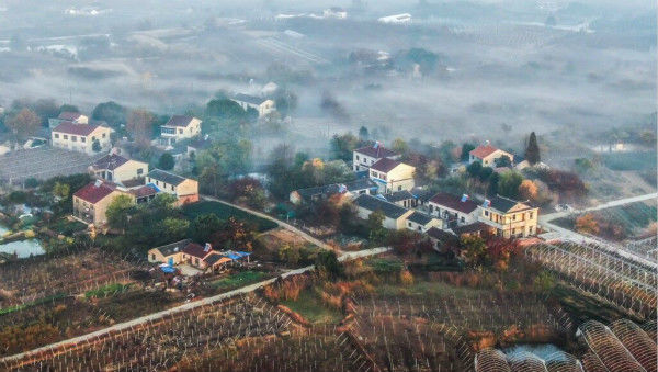 晨雾如薄纱  绘就乡村水墨画