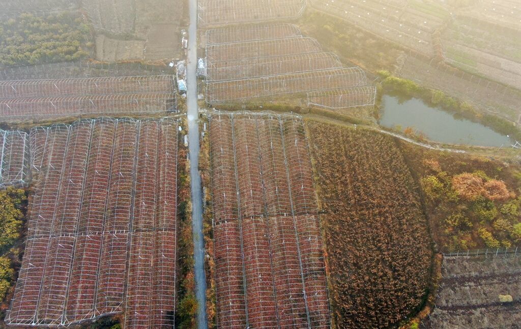 江苏句容：万亩葡萄园换上“秋冬装”  空中俯瞰色彩斑斓