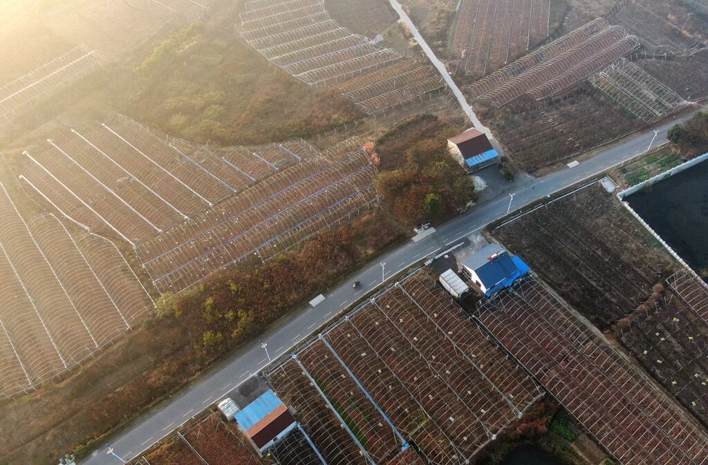 江苏句容：万亩葡萄园换上“秋冬装”  空中俯瞰色彩斑斓