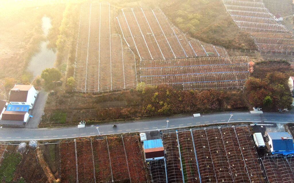 江苏句容：万亩葡萄园换上“秋冬装”  空中俯瞰色彩斑斓