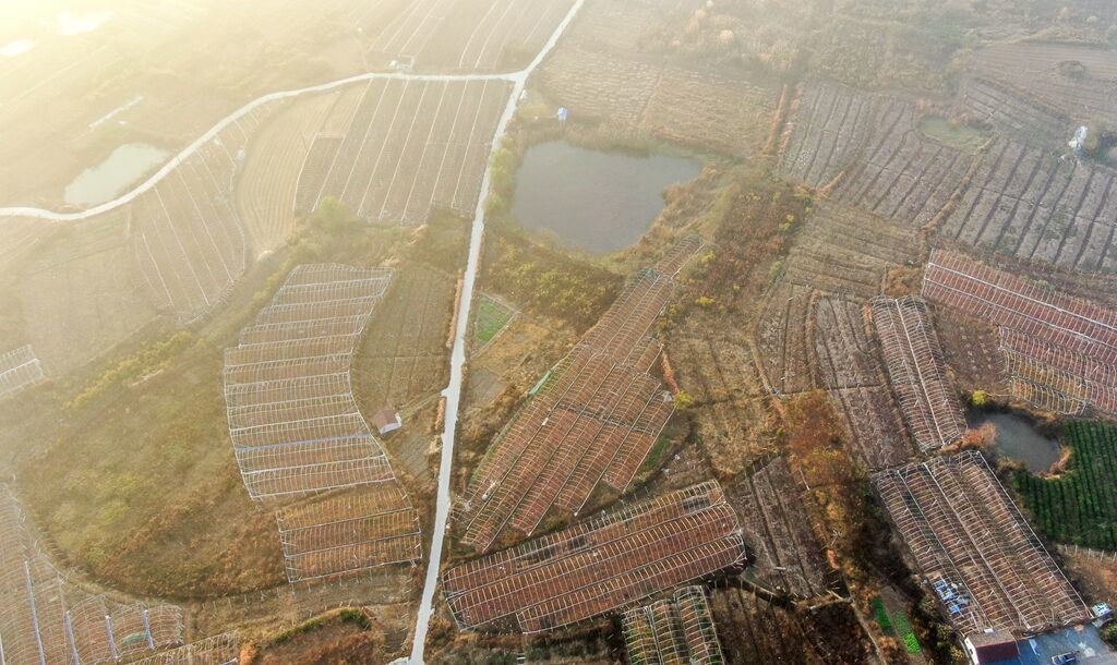 江苏句容：万亩葡萄园换上“秋冬装”  空中俯瞰色彩斑斓