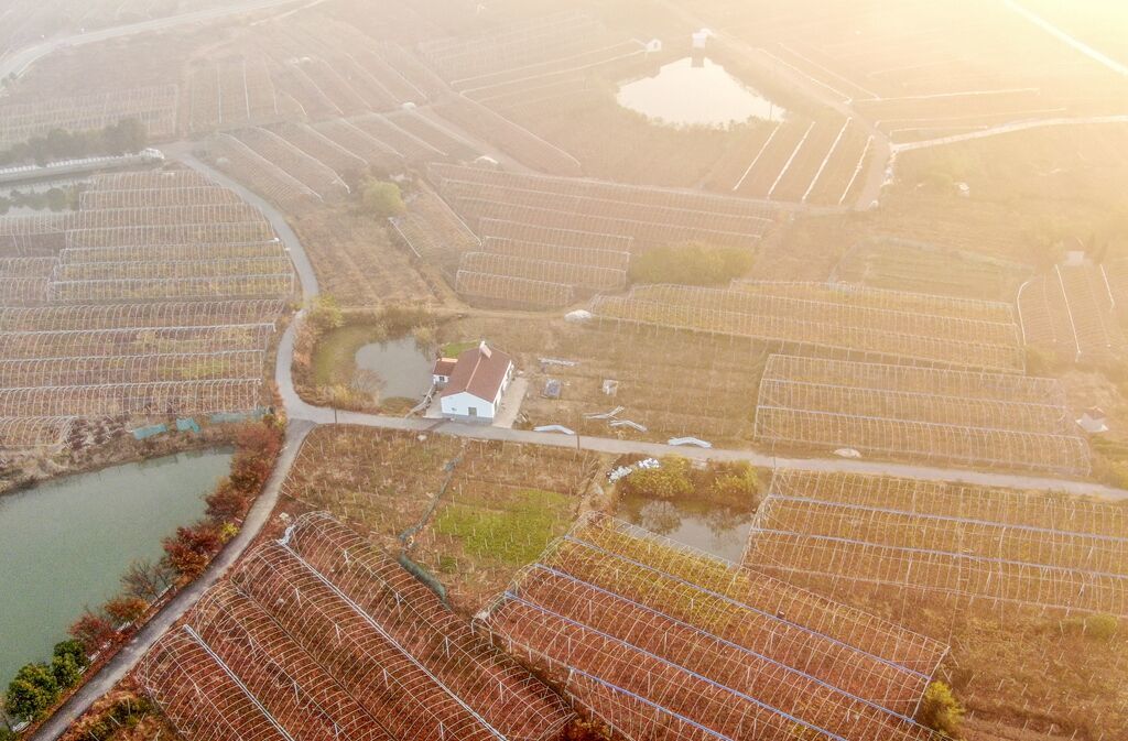 江苏句容：万亩葡萄园换上“秋冬装”  空中俯瞰色彩斑斓